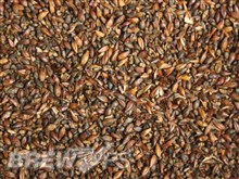 Roasted Barley